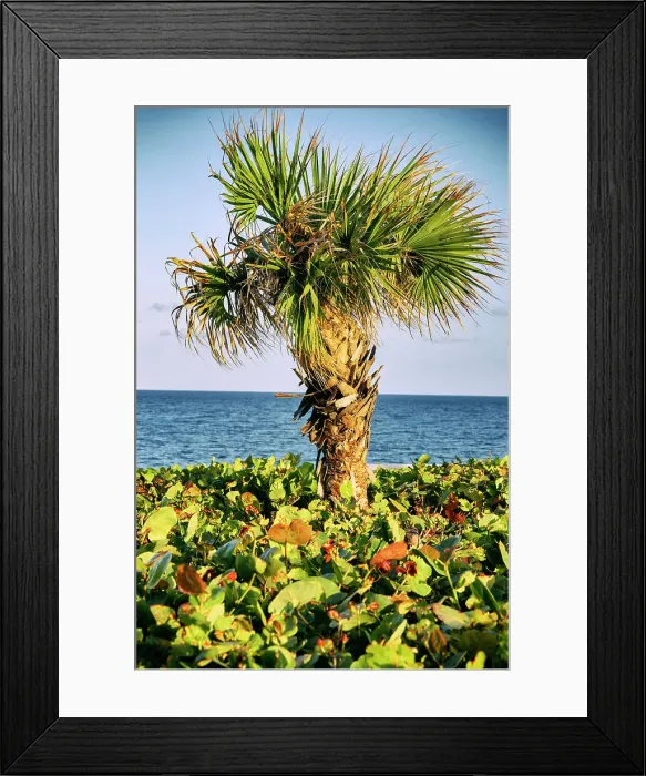 Framed Print : Palm tree the ocean Framed Print : Palm tree the ocean