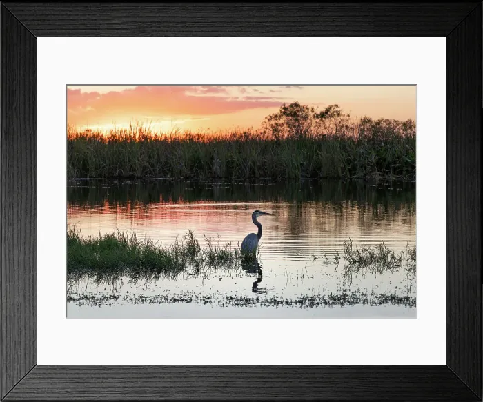 Framed Print : Florida, South Florida, Everglades, silhouette of the Great Blue Heron Framed Print : Florida, South Florida, Everglades, silhouette of the Great Blue Heron