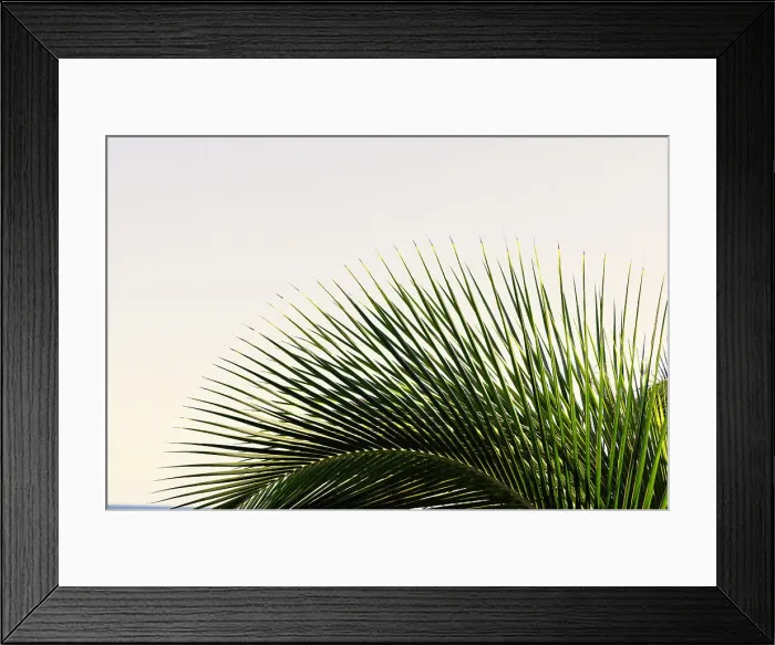 Framed Print : Detail of palm fronds Framed Print : Detail of palm fronds