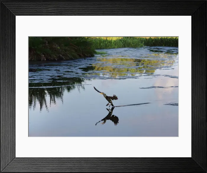 Framed Print : Double-crested Cormorant landing on water Framed Print : Double-crested Cormorant landing on water