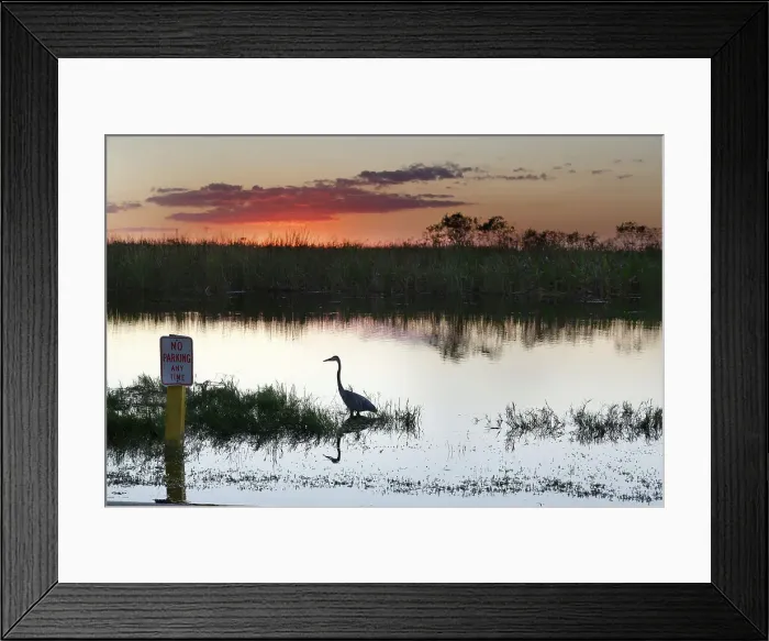 Framed Print : Silhouette of Great Blue Heron at the Everglades Framed Print : Silhouette of Great Blue Heron at the Everglades