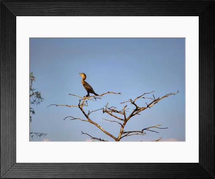 Framed Print : Double-crested Cormorant on tree branch Framed Print : Double-crested Cormorant on tree branch