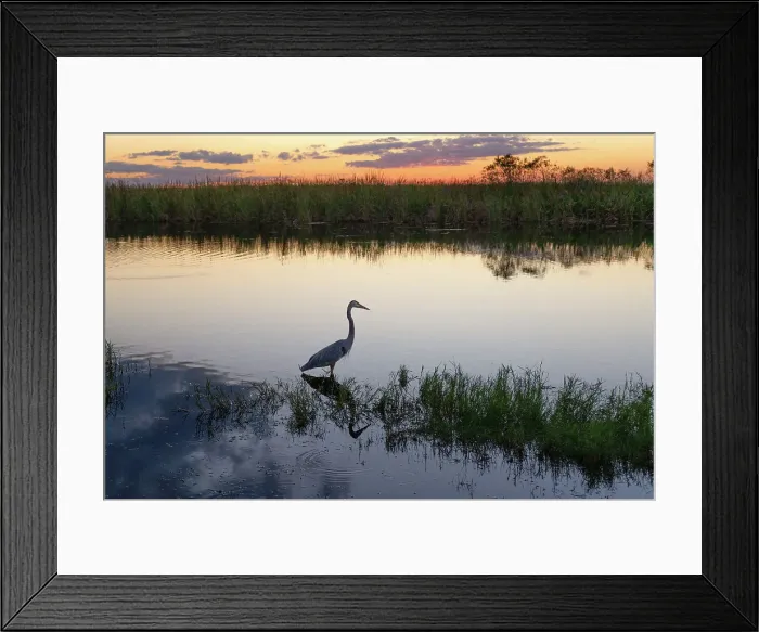 Framed Print : Florida, South Florida, Everglades, silhouette of the Great Blue Heron Framed Print : Florida, South Florida, Everglades, silhouette of the Great Blue Heron