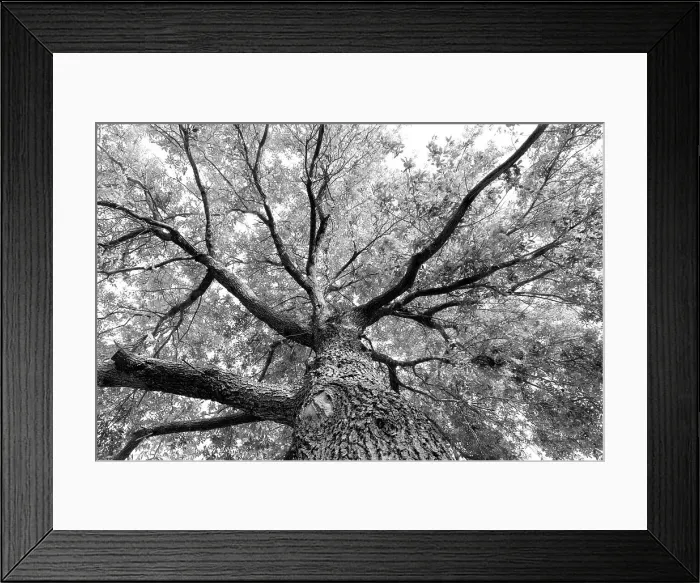 Framed Print : Branches on a giant tree, seen from directly below Framed Print : Branches on a giant tree, seen from directly below