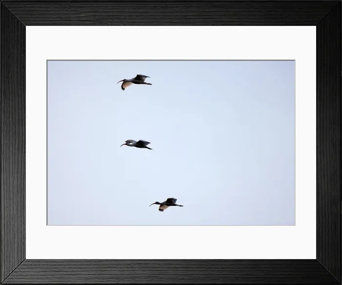 Framed Print : Three American White Ibises in flight