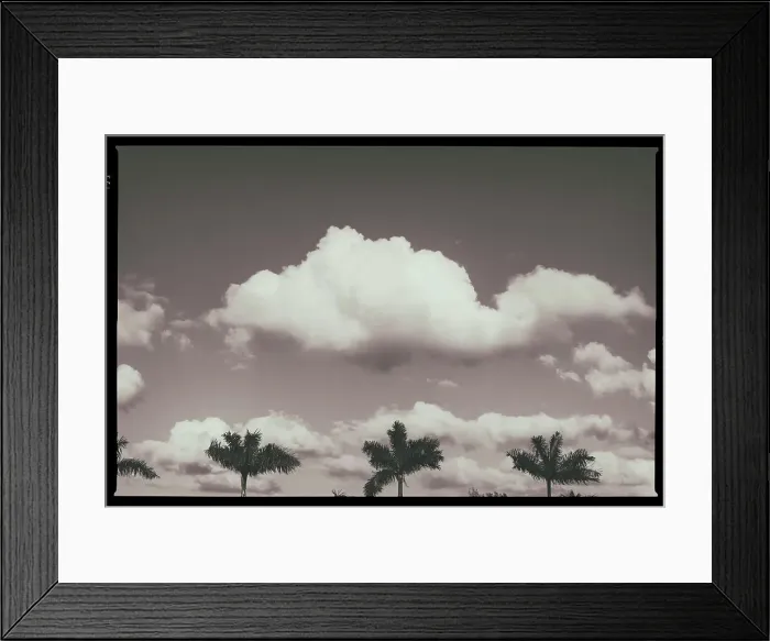 Framed Print : B&W of palm trees and clouds
