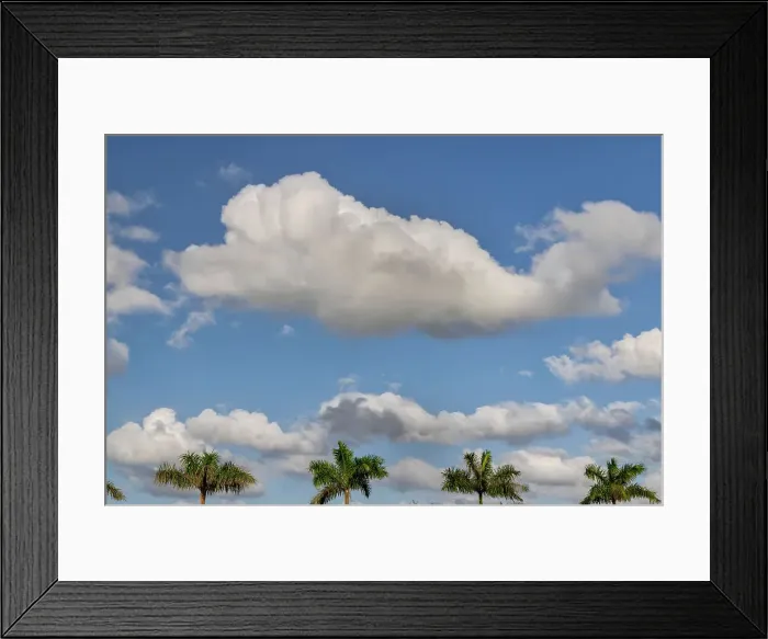 Framed Print : Palm trees and clouds Framed Print : Palm trees and clouds