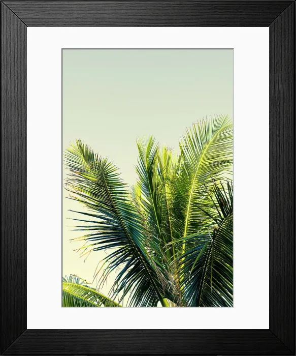 Framed Print : Detail of palm tree Framed Print : Detail of palm tree