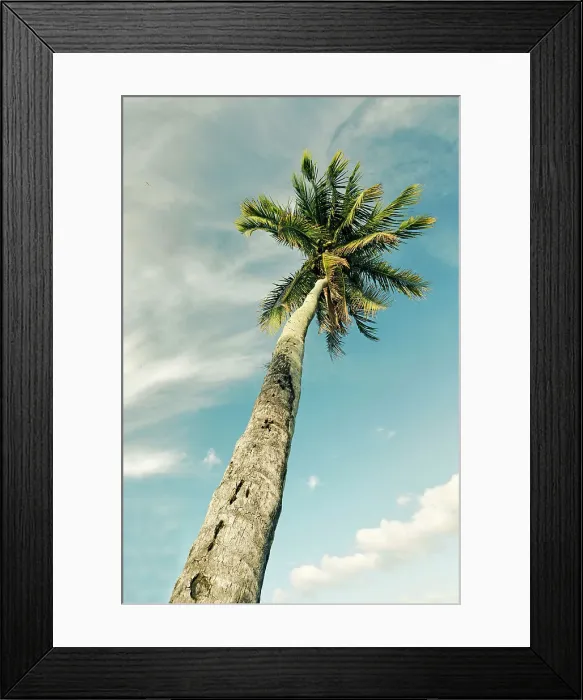 Framed Print : Black and white of leaning palm tree Framed Print : Black and white of leaning palm tree