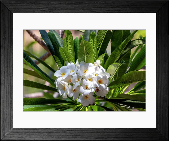 Framed Print : White Plumeria Framed Print : White Plumeria