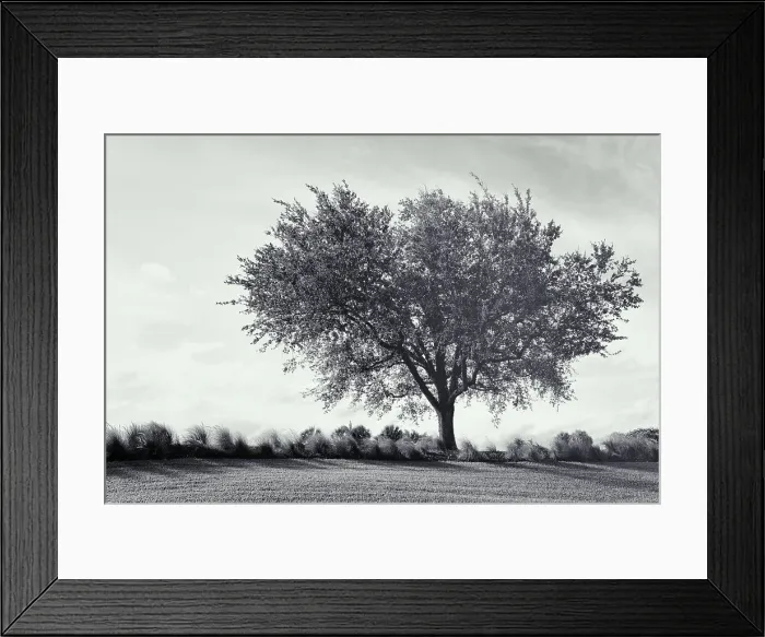Framed Print : Black and white of single tree near feather reed grass Framed Print : Black and white of single tree near feather reed grass