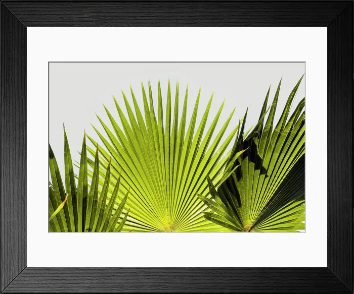 Framed Print : Fan palm leaves Framed Print : Fan palm leaves