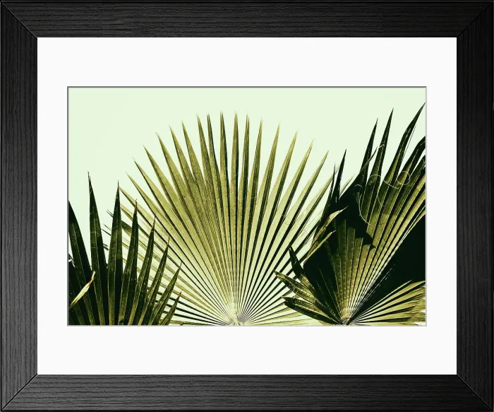 Framed Print : Fan palm trees Framed Print : Fan palm trees