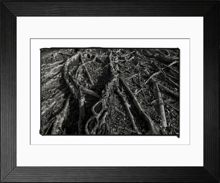 Framed Print : Sprawling roots on a banyan tree