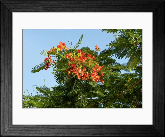 Framed Print : Closeup of Royal Poinciana tree Framed Print : Closeup of Royal Poinciana tree