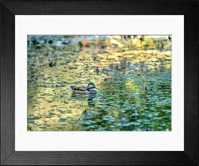 Framed Print : New York, Long Island, Albertson, Botanic Garden, duck in pond Framed Print : New York, Long Island, Albertson, Botanic Garden, duck in pond
