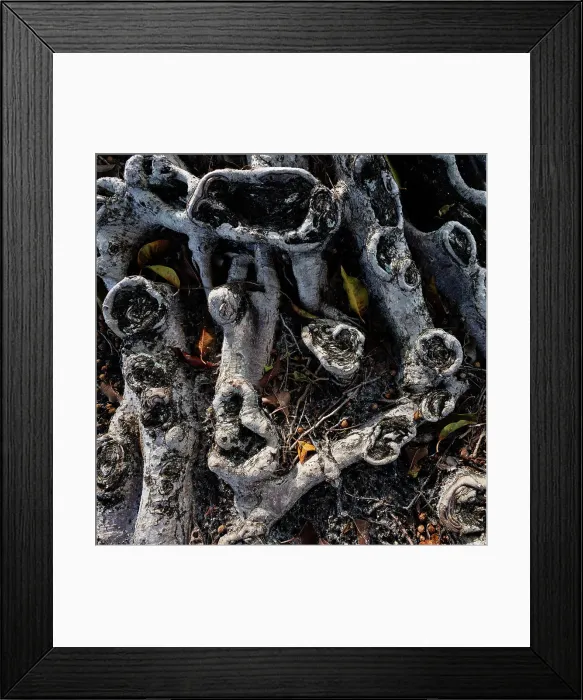 Framed Print : Roots on a banyan tree