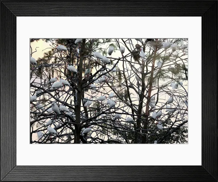 Framed Print : Florida, South Florida, Green Cay Nature Center & Wetlands, American Ibises on trees Framed Print : Florida, South Florida, Green Cay Nature Center & Wetlands, American Ibises on trees