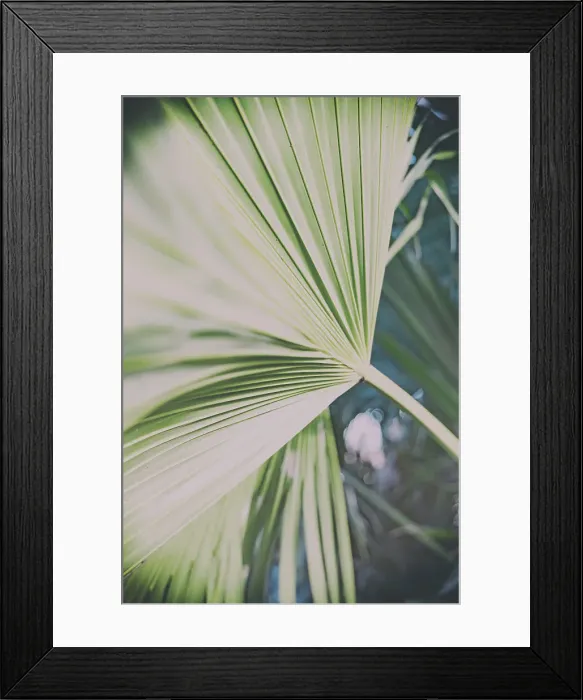 Framed Print : Detail of fan palm