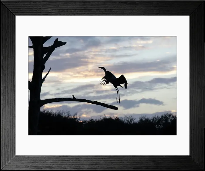 Framed Print : Great Blue Heron landing on dead tree branch Framed Print : Great Blue Heron landing on dead tree branch
