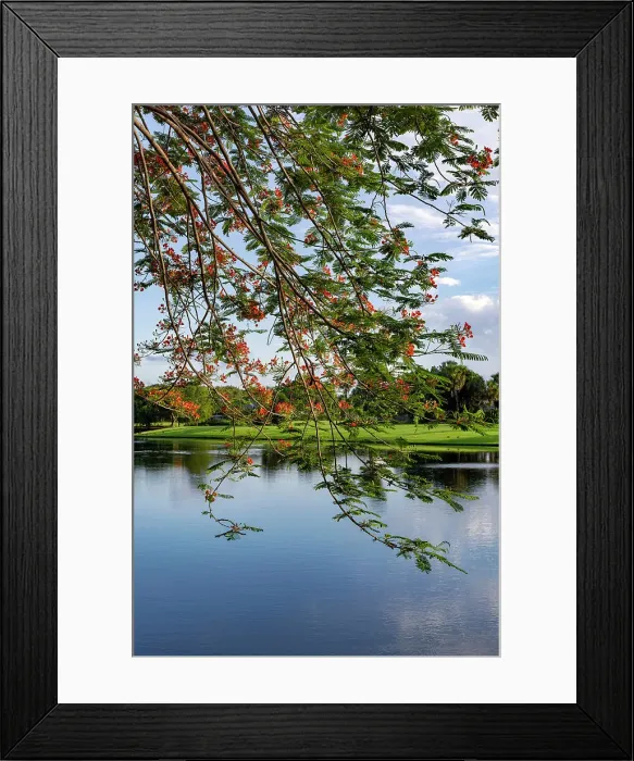 Framed Print : Closeup of Royal Poinciana tree Framed Print : Closeup of Royal Poinciana tree