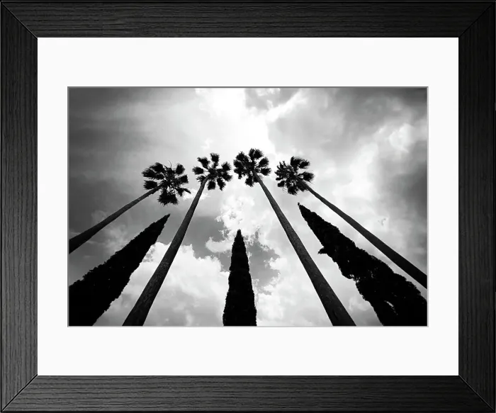 Framed Print : Tall palm trees with cypress trees in the middle Framed Print : Tall palm trees with cypress trees in the middle