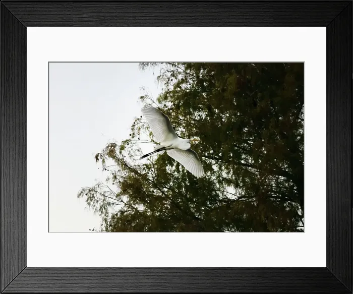 Framed Print : Great Egret flying
