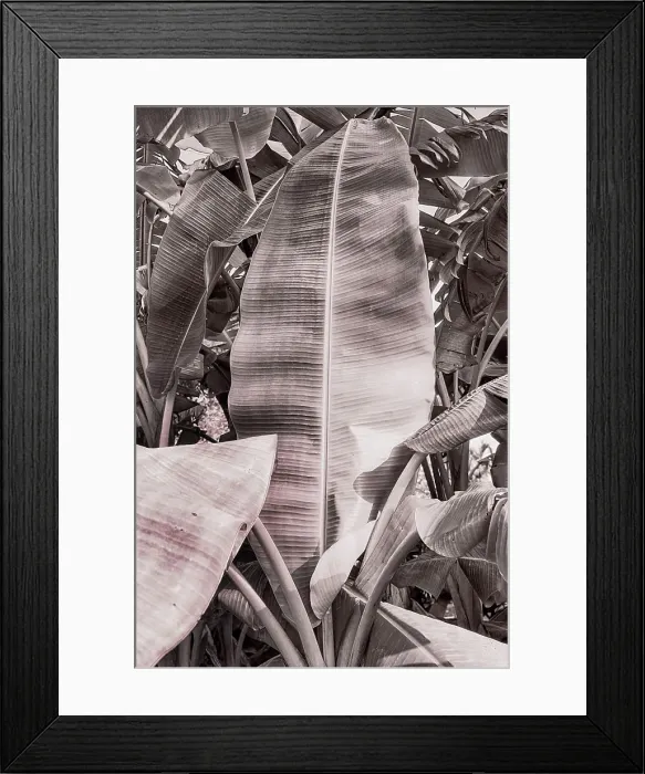 Framed Print : Banana tree leaf