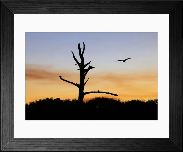 Framed Print : Three Great Blue Herons on a tree stump Framed Print : Three Great Blue Herons on a tree stump