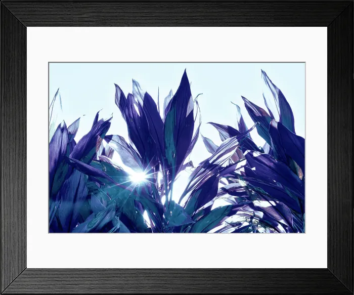 Framed Print : Ti Plant with sun bursting through leaves Framed Print : Ti Plant with sun bursting through leaves