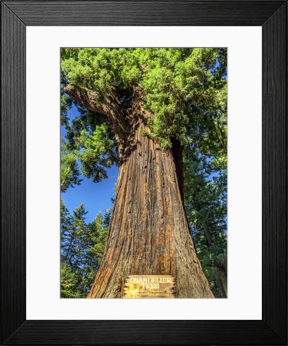 Framed Print : California, Leggett, Drive-Thru Tree Park, The Chandelier Tree Framed Print : California, Leggett, Drive-Thru Tree Park, The Chandelier Tree