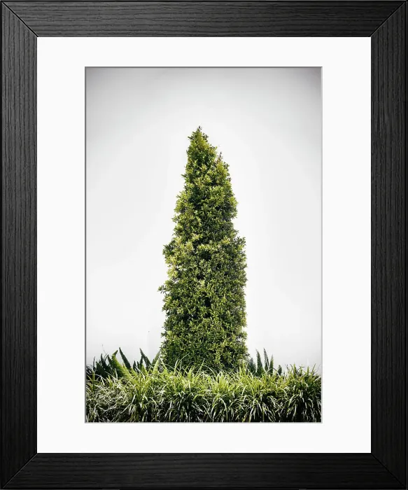 Framed Print : Decorative tree Framed Print : Decorative tree