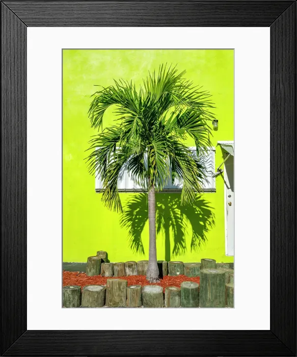 Framed Print : Florida, The Keys, Islamorada, palm tree against lime green background Framed Print : Florida, The Keys, Islamorada, palm tree against lime green background