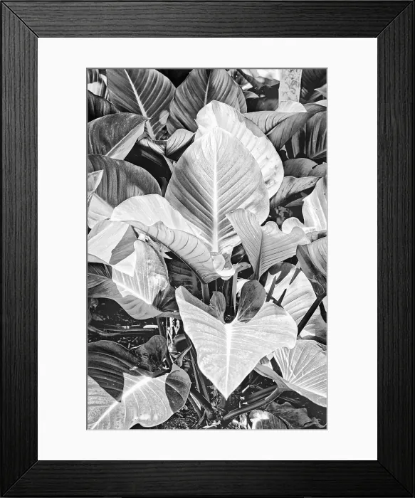 Framed Print : View of plant leaves