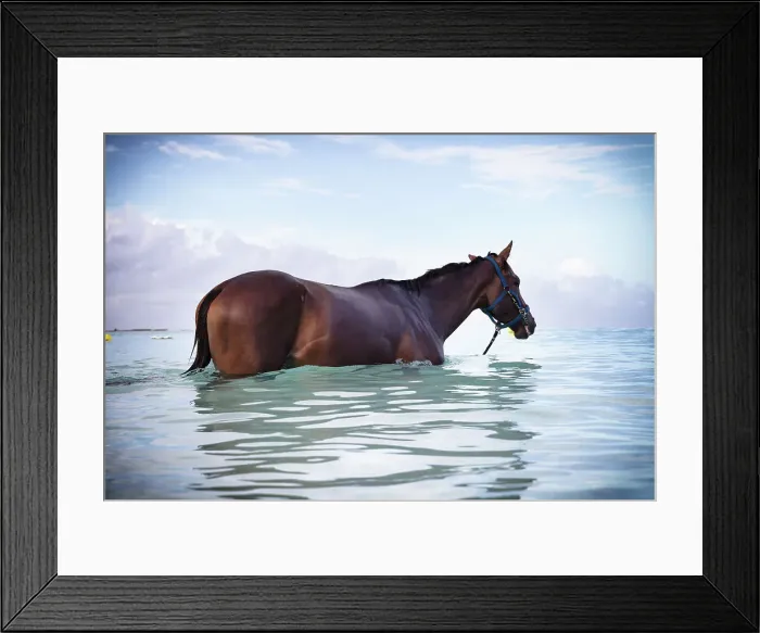 Framed Print : Barbados, Pebbles Beach, wild horse in water Framed Print : Barbados, Pebbles Beach, wild horse in water