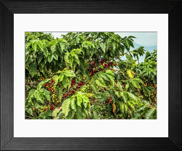 Framed Print : Colombia, Caldas, Chinchina, Coffee Tree with Berries Framed Print : Colombia, Caldas, Chinchina, Coffee Tree with Berries