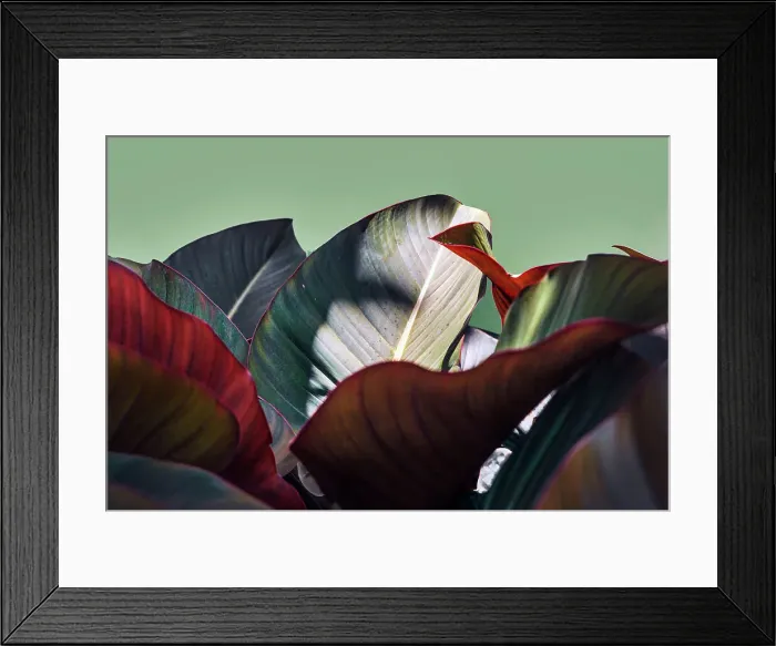 Framed Print : Artistic view of plant leaves Framed Print : Artistic view of plant leaves