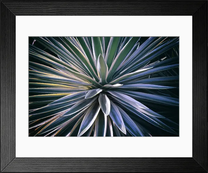 Framed Print : Closeup of Agave plant Framed Print : Closeup of Agave plant