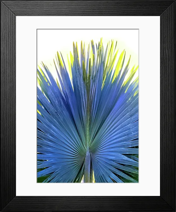 Framed Print : Closeup of Fan Palm Framed Print : Closeup of Fan Palm