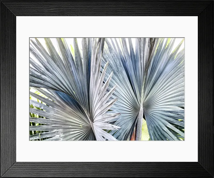 Framed Print : Closeup of Fan Palm