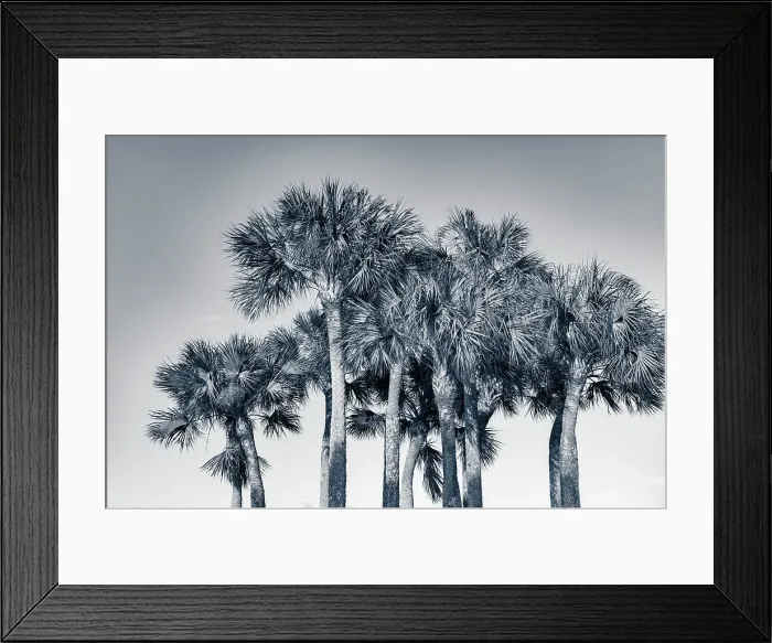 Framed Print : Cluster of tropical fan palm trees Framed Print : Cluster of tropical fan palm trees