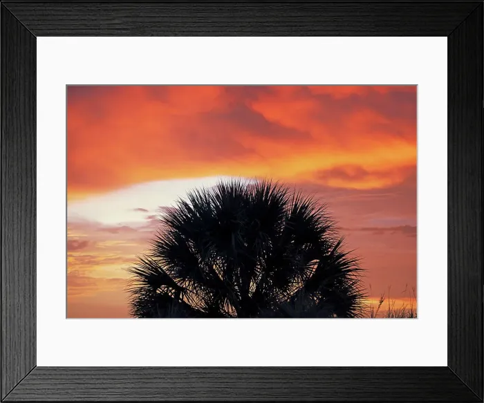 Framed Print : Silhouette of palm tree against dramatic sky Framed Print : Silhouette of palm tree against dramatic sky