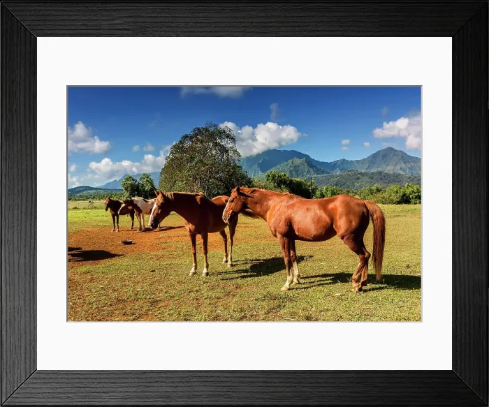 Framed Print : Hawaii, Kauai, Princeville Ranch Horseback Adventures Framed Print : Hawaii, Kauai, Princeville Ranch Horseback Adventures