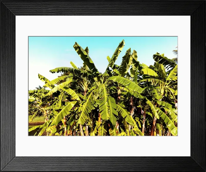 Framed Print : Banana trees
