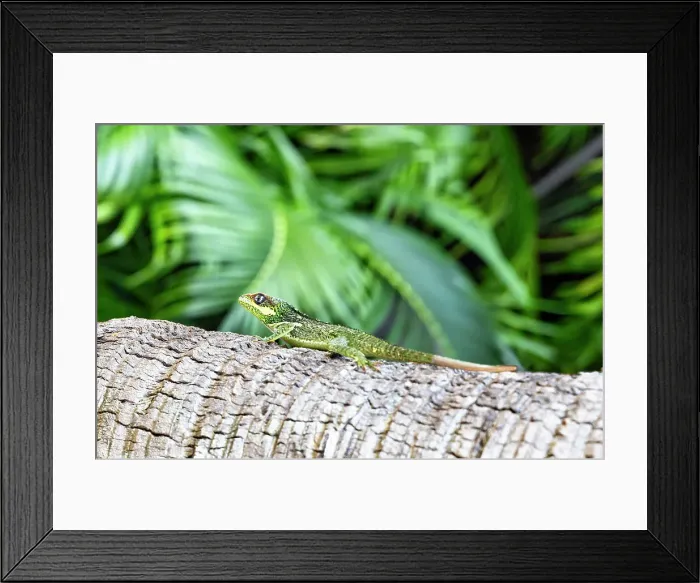 Framed Print : Reptile on tree