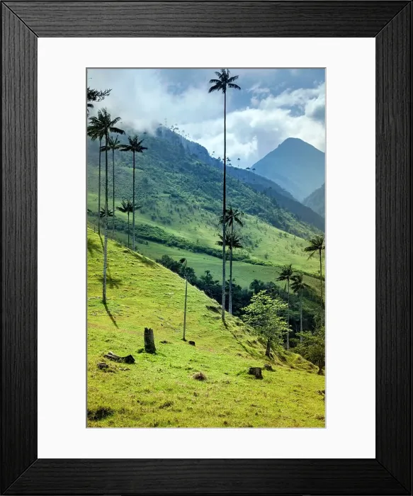 Framed Print : Colombia, Salento, Cocora Valley, Cocora National Park, Wax Palm Trees, Palma de Cera Framed Print : Colombia, Salento, Cocora Valley, Cocora National Park, Wax Palm Trees, Palma de Cera