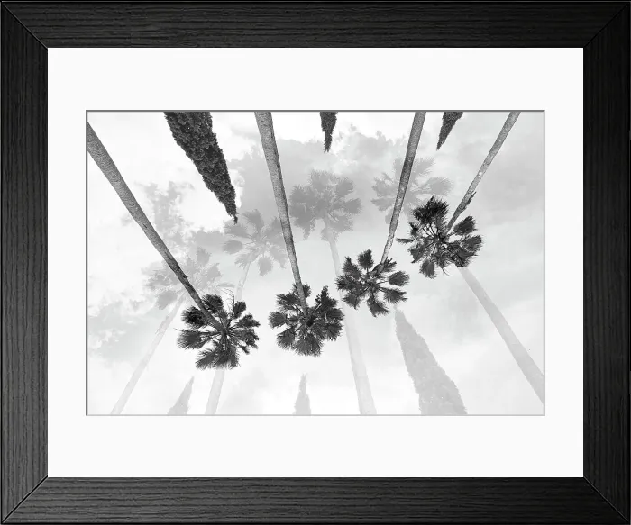 Framed Print : Tall palm trees with cypress trees in the middle