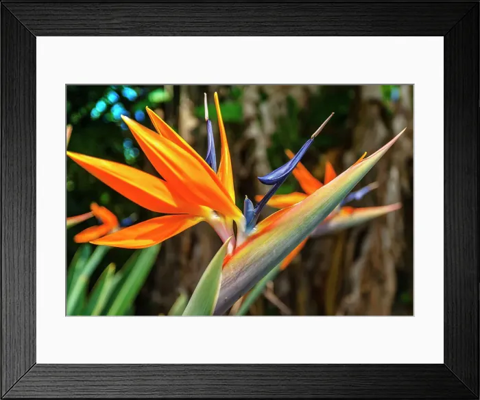 Framed Print : Hawaii, Bird of Paradise flower