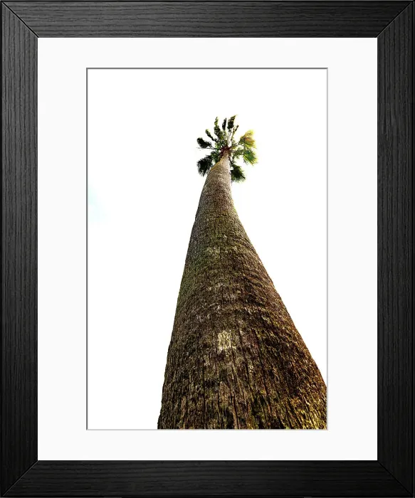 Framed Print : Tall palm tree Framed Print : Tall palm tree