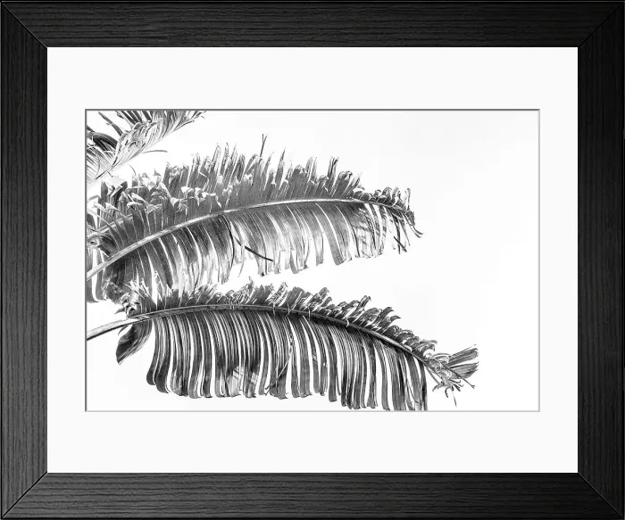 Framed Print : Palm fronds elegantly hanging from palm tree Framed Print : Palm fronds elegantly hanging from palm tree